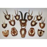 Antlers/Horns: European Deer Antlers, circa late 20th century, European Red Deer antlers on cut