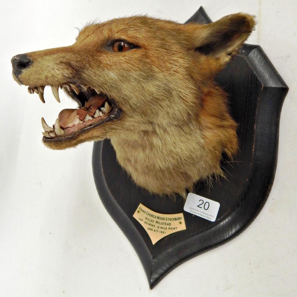 Taxidermy: Red Fox Mask (Vulpes vulpes), circa 1921, by Rowland Ward, The Jungle, 167 Piccadilly,