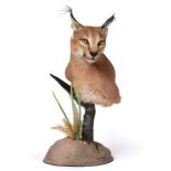 Taxidermy: African Caracal (Caracal caracal), modern, shoulder mount with head turning to the