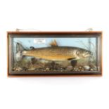 Taxidermy Fish: Brown Trout (Salmo trutta), circa 2001, by R. Stockdale, Newton Aycliffe, full mount