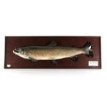 Taxidermy Fish: Sea Trout (Salmo trutta), circa 1978, by R. Stockdale, Newton Aycliffe, full mount