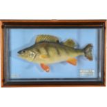 Taxidermy Fish: Perch (Perca fluviatilis), circa 1996, by R. Stockdale, Newton Aycliffe, full