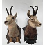 Taxidermy: Alpine Chamois (Rupicapra rupicapra), circa late 20th century, two neck mounts, one