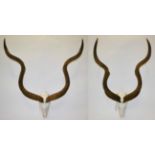 Antlers/Horns: Cape Greater Kudu (Strepsiceros strepsiceros), circa 1982, two sets of large bull