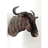 Taxidermy: Blue Wildebeest (Connochaetes taurinus), modern, shoulder mount with head turning