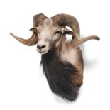 Taxidermy: Corsican Sheep (Ovis aries), circa late 20th century, large shoulder mount with head