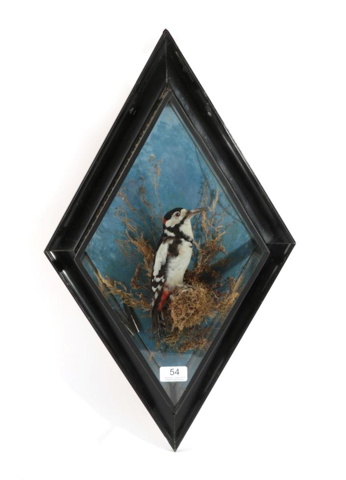 Taxidermy: Great Spotted Woodpecker (Dendrocopos major), circa 1895-1958, by George Bazeley,