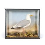 Taxidermy: Herring Gull (Larus argentatus), circa 1900, by Cecil. H. Bisshopp of Oban, full mount