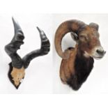 Taxidermy: European Mouflon (Ovis orientalis musimon), circa late 20th century, shoulder mount