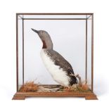 Taxidermy: Red Throated Diver (Gavia stellata), circa late 20th century, full mount adult in