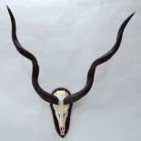 Antlers/Horns: African Hunting Trophy, Cape Greater Kudu (Strepsiceros strepsiceros), circa late