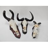 Antlers/Horns: African Hunting Trophies, modern, Cape Red Hartebeest (Alcelaphus caama), Namibia,