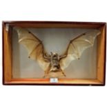 Taxidermy: A Preserved Cased Bat Native to Peru, circa 1980, a full mount preserved Bat, with