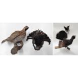 Taxidermy: European Game Birds, circa late 20th century, to include - Capercaillie full mount cock