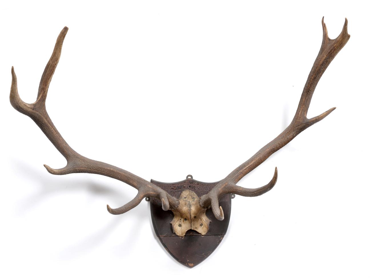 Antlers/Horns: Kashmir Stag (Cervus canadensis hanglu), circa 1900, antlers on cut frontlet, 11