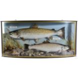 Taxidermy Fish: A High Quality Pair of Cased Sea Trout (Salmo trutta), circa 2002, by R.Stockdale,