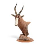 Taxidermy: Blesbok (Damaliscus phillipsi), modern, shoulder mount with head turning sharply to the