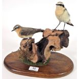 Taxidermy: Two Northern Wheatears (Oenanthe oenanthe), modern, a pair of males perched upon a