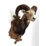 Taxidermy: European Mouflon (Ovis aries musimon), circa late 20th century, large shoulder mount with