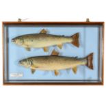 Taxidermy Fish: A Pair of Sea Trout (Salmo trutta), circa 2000, by R. Stockdale, Newton Aycliffe,