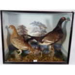 Taxidermy: A Pair of Late Victorian Black Grouse (Lyrurus tetrix), in the manner of Bill Cox,