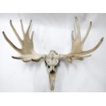 Antler/Horns: North American Moose (Alces alces), circa mid 20th century, large bleached antlers