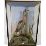 Taxidermy: Bittern (Botaurus stellaris), circa 1900, full mount with head turning slightly to the