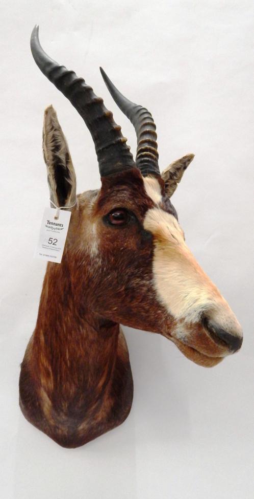 Taxidermy: Blesbok (Damaliscus phillipsi), modern, shoulder mount with head turning to the left,