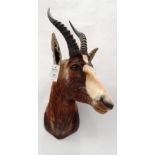 Taxidermy: Blesbok (Damaliscus phillipsi), modern, shoulder mount with head turning to the left,