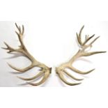 Antlers/Horns: An Impressive Pair of Red Deer Shed Antlers, (Cervus elaphus), a large impressive set