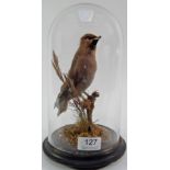 Taxidermy: A Bohemian Waxwing (Bombycilla garrulus), full mount perched upon a small moss covered