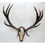 Antlers/Horns: European Red Deer (Cervus elaphus), circa late 20th century, antlers on a metal upper