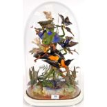 Taxidermy: A Victorian Display of Tropical Birds, circa 1880, a collection of eight various tropical