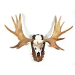 Antlers/Horns: European Moose (Alces alces), circa 26/10/1981, Varmland, Sweden, Silver medal class,