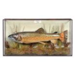 Taxidermy Fish: Brown Trout (Salmo trutta), circa 1949, by J. W. Mc. Hardy. Taxidermist & Furrier.