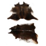 Taxidermy: Two Cowhide Floor Rugs, modern, two large modern brown and white natural cowhide floor
