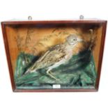 Taxidermy: A Late Victorian Cased Stone Curlew (Burhinus oedicnemus), circa 1890, full mount