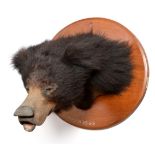 Taxidermy: Sloth Bear (Melursus ursinus), circa 1931, by Van Ingen Van Ingen, Mysore India, head