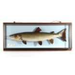 Taxidermy Fish: Salmon (Salmo salar), circa 2000, by R. Stockdale, Newton Aycliffe, full mount