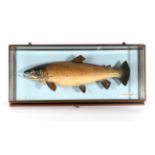 Taxidermy Fish: Brown Trout (Salmo trutta), circa 1992, by R. Stockdale, Newton Aycliffe, full mount