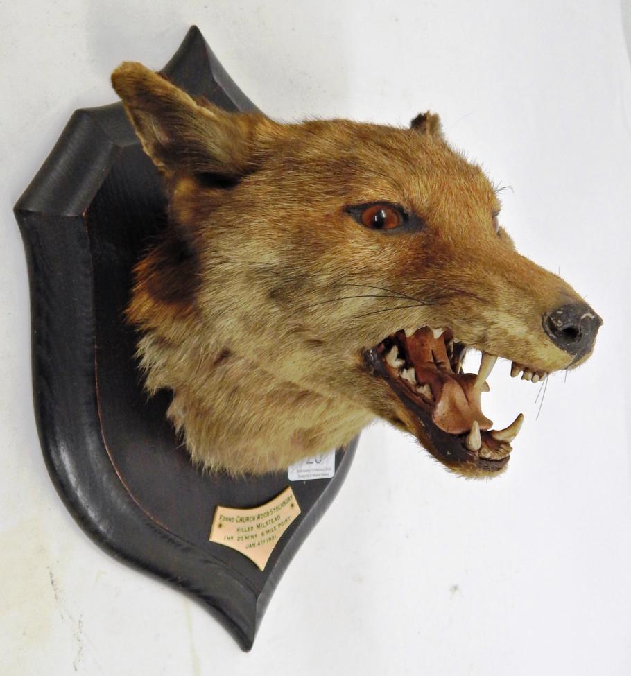 Taxidermy: Red Fox Mask (Vulpes vulpes), circa 1921, by Rowland Ward, The Jungle, 167 Piccadilly, - Image 2 of 3