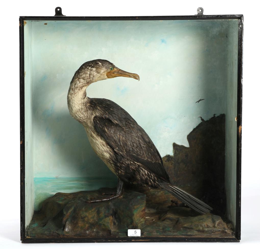 Taxidermy: A Victorian Cased Juvenile Common Cormorant (Phalacrocorax carbo), full mount bird