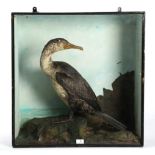 Taxidermy: A Victorian Cased Juvenile Common Cormorant (Phalacrocorax carbo), full mount bird