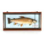 Taxidermy Fish: Brown Trout (Salmo trutta), circa 1999, by R. Stockdale, Newton Aycliffe, full mount