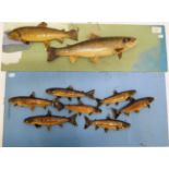 Taxidermy Fish: Sea Trout and Brown Trout, circa 1999, by R. Stockdale, Newton Aycliffe, a pair of