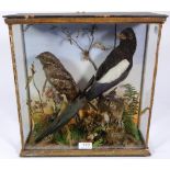 Taxidermy: A Late Victorian Cased Nightjar and Magpie, circa 1887, both full mounts perched upon