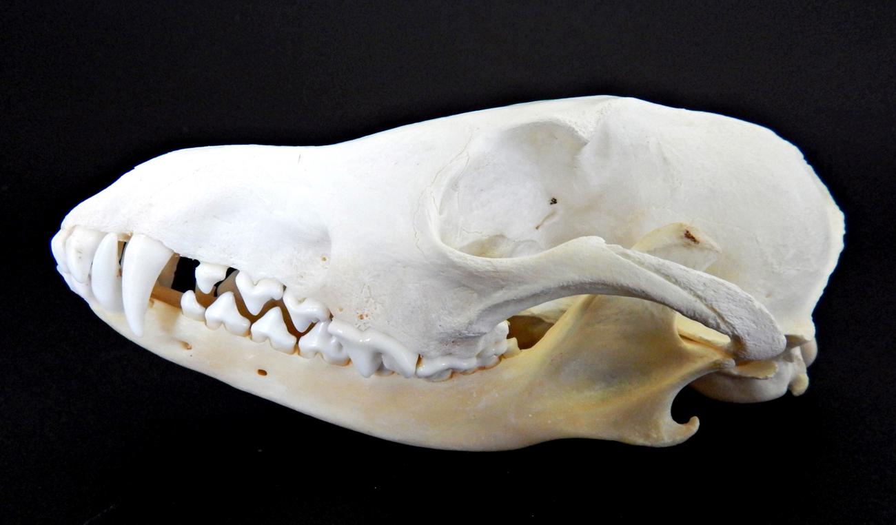 Skulls/Anatomy: Black-Backed Jackal (Canis mesomelas), circa 2007, by Wild Africa Taxidermy,