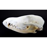 Skulls/Anatomy: Black-Backed Jackal (Canis mesomelas), circa 2007, by Wild Africa Taxidermy,