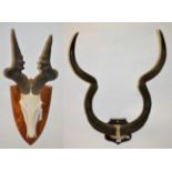 Antlers/Horns: Cape Greater Kudu (Strepsiceros strepsiceros), circa early 20th century, horns on cut
