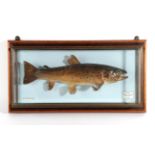 Taxidermy Fish: Brown Trout (Salmo trutta), circa 1999, by R. Stockdale, Newton Aycliffe, full mount